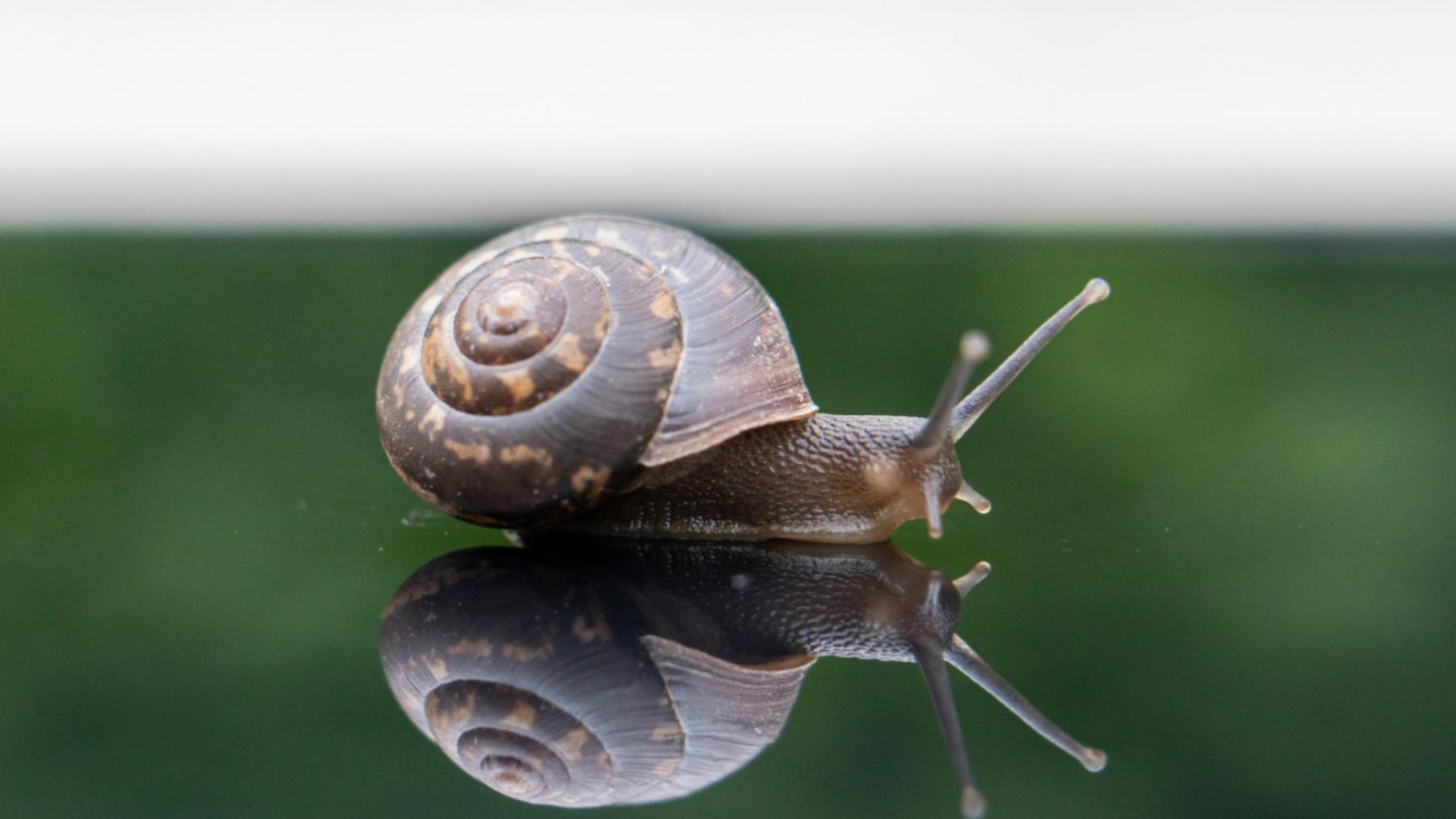 Caracol. 