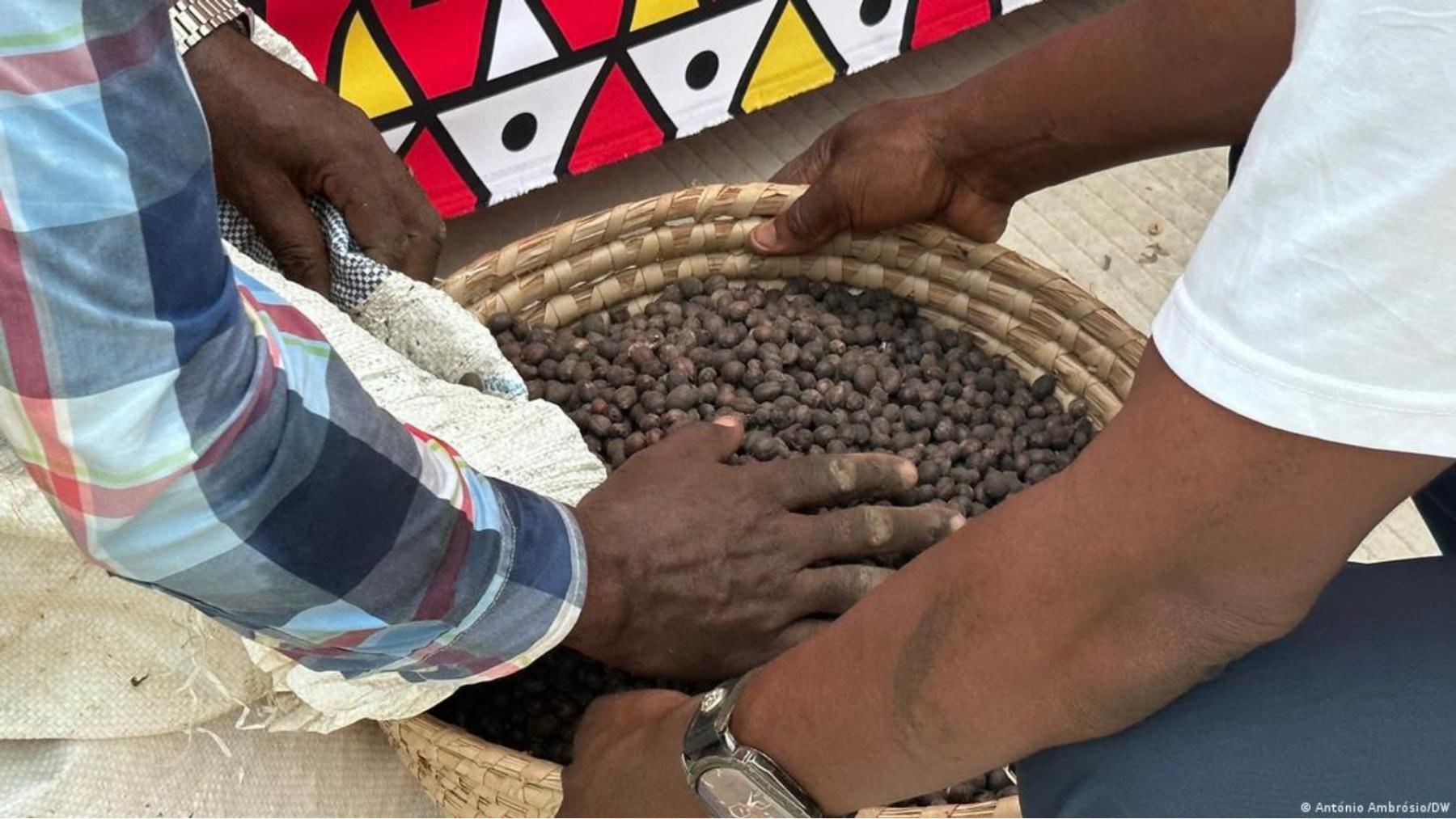 En el sur global se cultiva el café que se toma en el mundo. En la imagen, agricultores en Angola