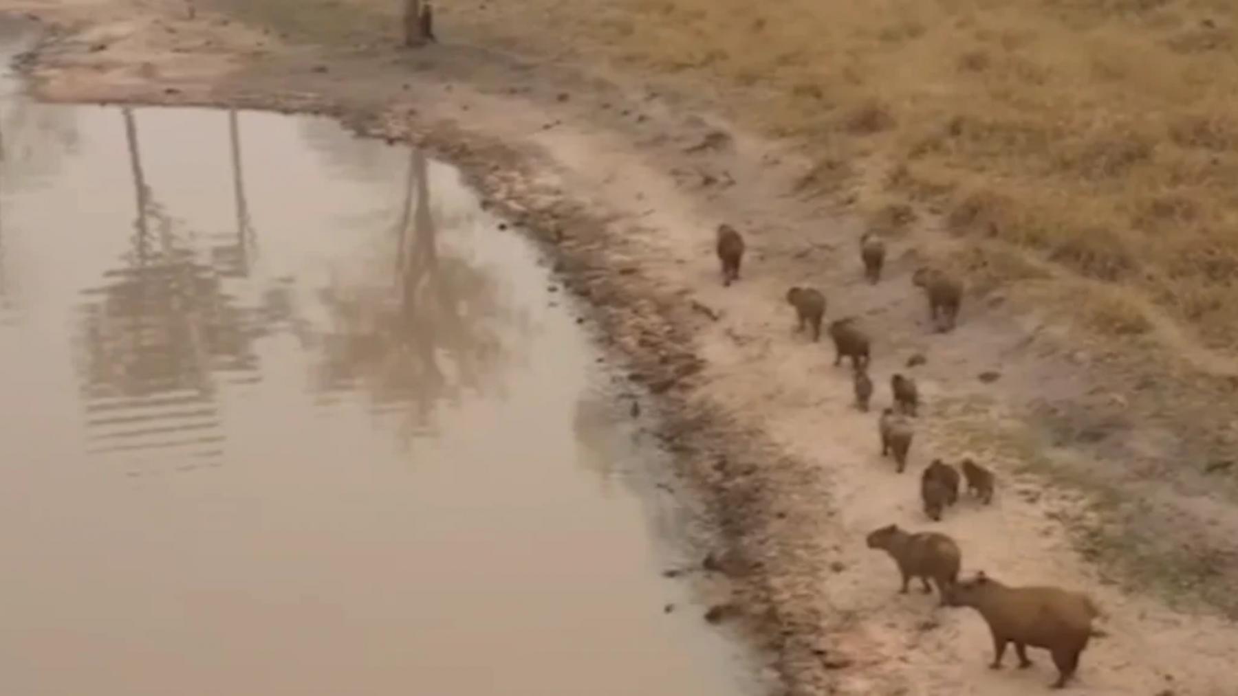 El desgarrador viaje de una familia de Capibaras, reflejo del impacto de los incendios forestales.