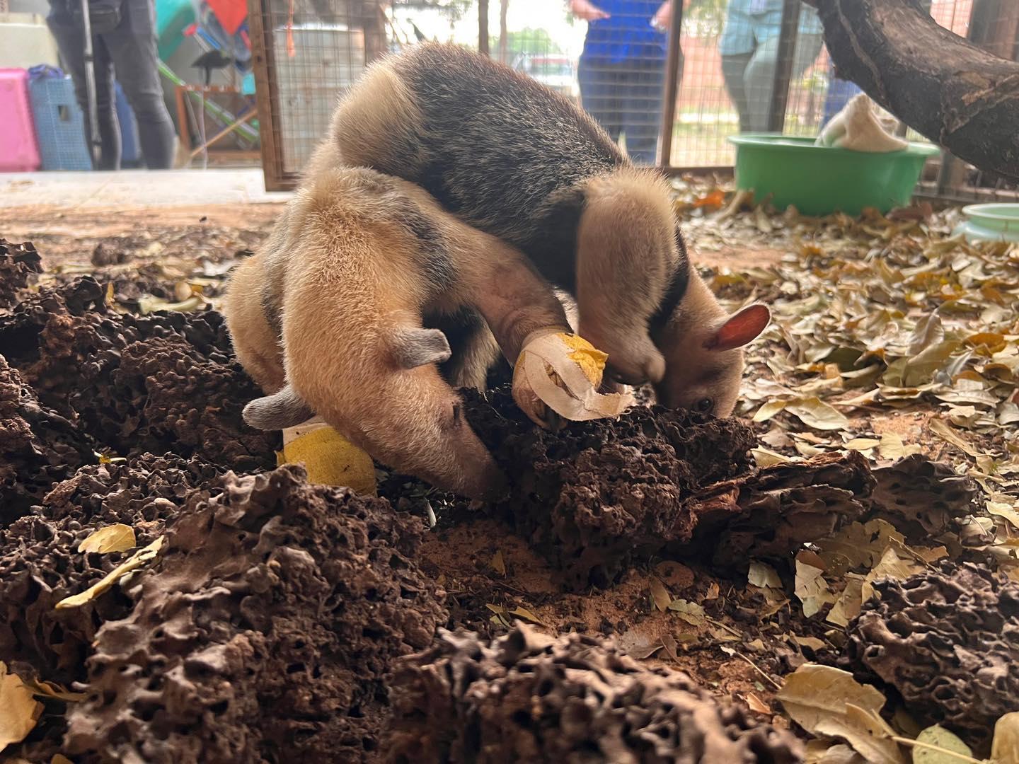 Animales afectados por el incendio